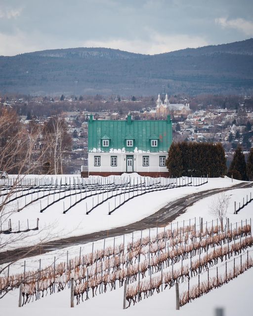 Vignoble Ste-Pétronille - Île d’Orléans